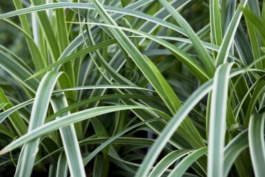 Laîche du Japon Carex morrowii 'Ice Dance' 5-10 Pot 9x9 cm (P9) Carex morrowii 'Ice Dance'
