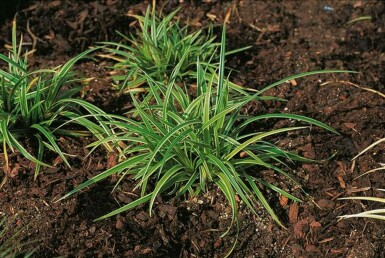 Laîche du Japon Carex morrowii 'Ice Dance' 5-10 Pot 9x9 cm (P9) Carex morrowii 'Ice Dance'