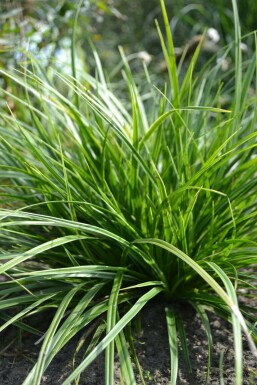 Carex morrowii 'Variegata'