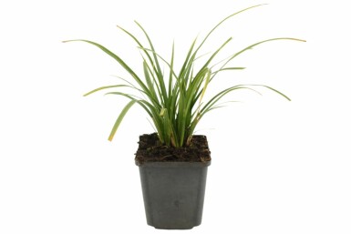 Laîche du Japon Carex morrowii 'Variegata' 5-10 Pot 9x9 cm (P9)