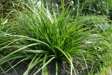 Laîche du Japon Carex morrowii 'Variegata' 5-10 Pot 9x9 cm (P9)