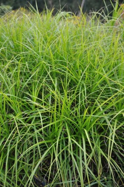 Carex de la rivière Muskingum Carex muskingumensis 5-10 Pot 9x9 cm (P9) Carex muskingumensis