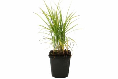 Carex de la rivière Muskingum Carex muskingumensis 5-10 Pot 9x9 cm (P9)