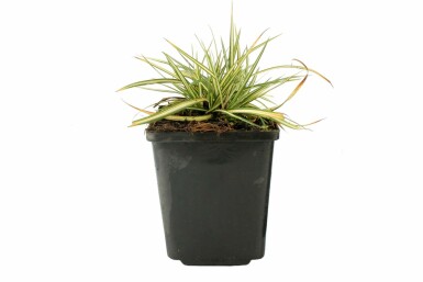 Laîche pied-d'oiseau Carex ornithopoda 'Variegata' 5-10 Pot 9x9 cm (P9) Carex ornithopoda 'Variegata'