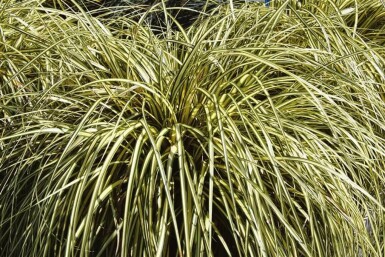 Laîche d'Oshima Carex oshimensis 'Evergold' 10-15 Pot 2 l (C2) Carex oshimensis 'Evergold'