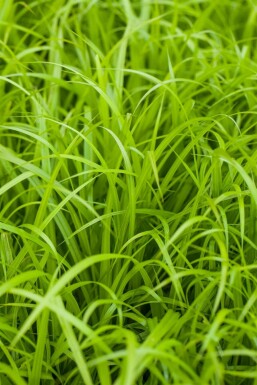 Laîche à épis pendants Carex pendula 5-10 Pot 9x9 cm (P9) Carex pendula
