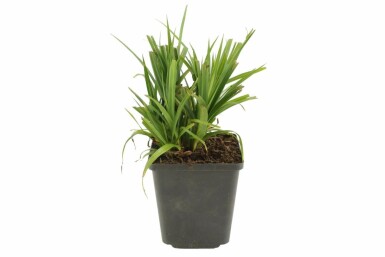 Laîche à épis pendants Carex pendula 5-10 Pot 9x9 cm (P9)