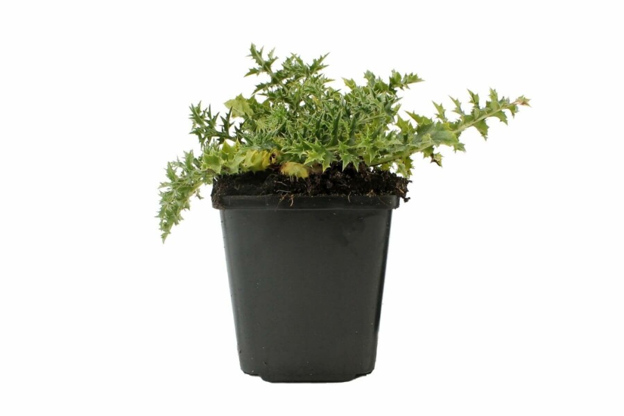 Carline caulescente Carlina acaulis subsp. simplex 5-10 Pot 9x9 cm (P9) Carlina acaulis subsp. simplex