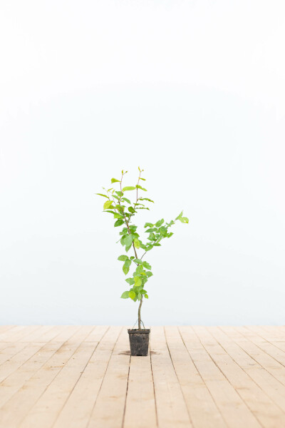 Charme Commun Carpinus Betulus 30-40 cm
