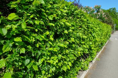 Charme Commun Carpinus Betulus 30-40 cm
