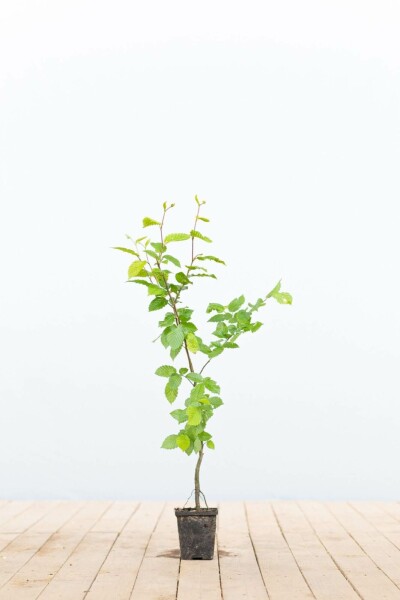 Charme Commun Carpinus Betulus 30-40 cm