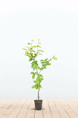 Charme Commun Carpinus Betulus 30-40 cm