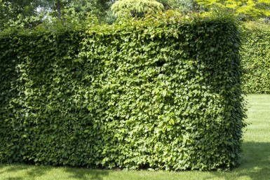 Charme Commun Carpinus Betulus 30-40 cm