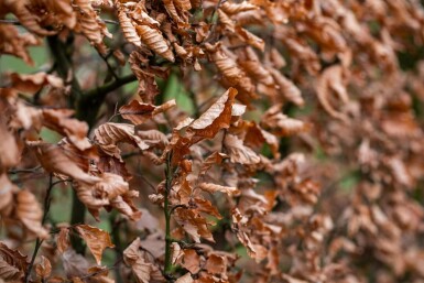 Charme Commun Carpinus Betulus 30-40 cm