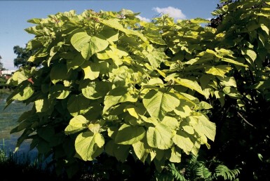 Catalpa bignonioides 'Aurea' C12 80-100