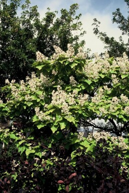Catalpa bignonioides 'Aurea' C12 80-100