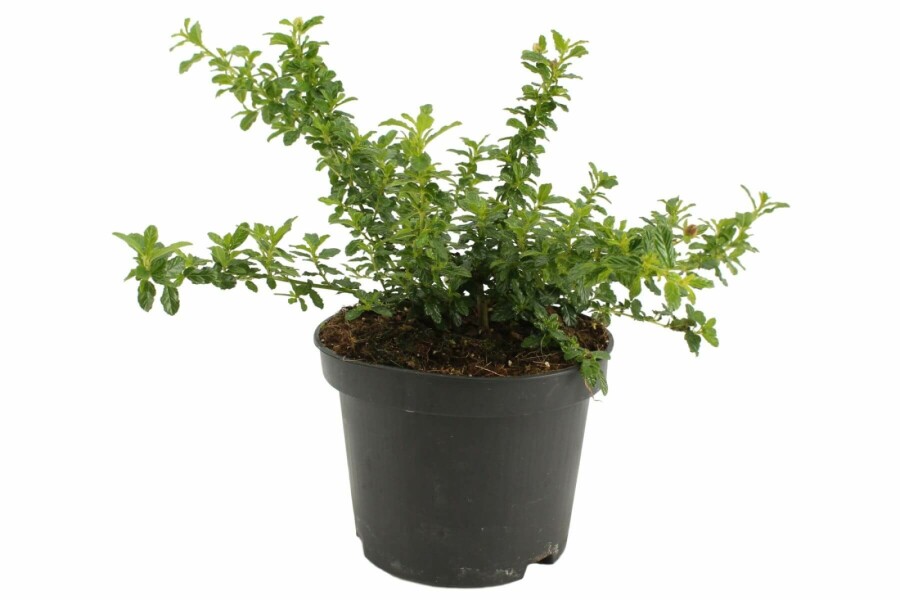 Céanothe Ceanothus 'Blue Mound' Arbuste 20-30 Pot 2 l (C2) Ceanothus 'Blue Mound' arbuste 20-30 cm