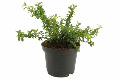 Céanothe Ceanothus 'Blue Mound' Arbuste 20-30 Pot 2 l (C2) Ceanothus 'Blue Mound' arbuste 20-30 cm