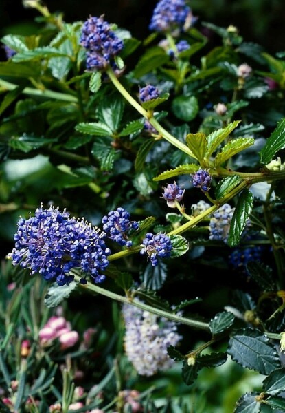 Céanothe rampant Ceanothus thyrsiflorus 'Repens' Arbuste 20-30 Pot 2 l (C2) Ceanothus thyrsiflorus 'Repens' arbuste 20-30 cm
