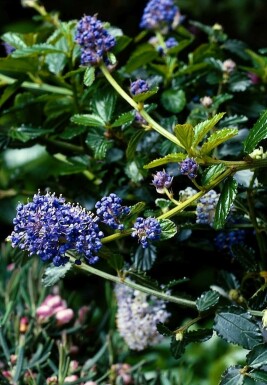 Céanothe rampant Ceanothus thyrsiflorus 'Repens' Arbuste 20-30 Pot 2 l (C2)