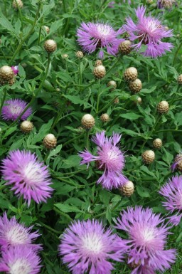 Centaurée blanchie Centaurea dealbata 5-10 Pot 9x9 cm (P9) Centaurea dealbata