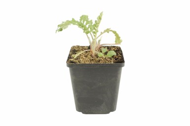 Centaurée blanchie Centaurea dealbata 5-10 Pot 9x9 cm (P9) Centaurea dealbata