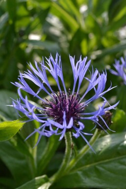 Bleuet des montagnes Centaurea montana 5-10 Pot 9x9 cm (P9)