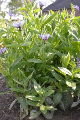 Bleuet des montagnes Centaurea montana 5-10 Pot 9x9 cm (P9) Centaurea montana
