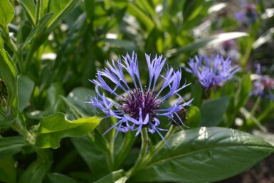 Bleuet des montagnes Centaurea montana 5-10 Pot 9x9 cm (P9)