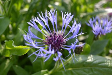 Bleuet des montagnes Centaurea montana 5-10 Pot 9x9 cm (P9) Centaurea montana