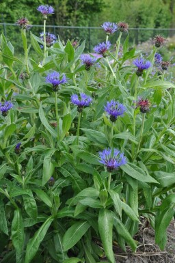 Bleuet des montagnes Centaurea montana 'Coerulea' 5-10 Pot 9x9 cm (P9) Centaurea montana 'Coerulea'