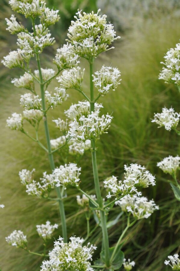 Centranthe rouge Centranthus ruber 'Albus' 5-10 Pot 9x9 cm (P9) Centranthus ruber 'Albus'