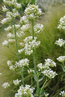 Centranthe rouge Centranthus ruber 'Albus' 5-10 Pot 9x9 cm (P9) Centranthus ruber 'Albus'