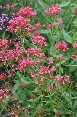 Centranthe rouge Centranthus ruber 'Coccineus' 5-10 Pot 9x9 cm (P9) Centranthus ruber 'Coccineus'