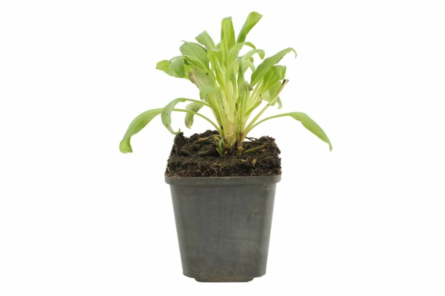 Centranthe rouge Centranthus ruber 'Coccineus' 5-10 Pot 9x9 cm (P9) Centranthus ruber 'Coccineus'