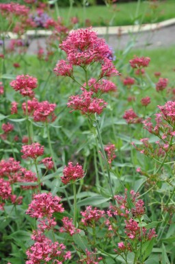 Centranthe rouge Centranthus ruber 'Coccineus' 5-10 Pot 9x9 cm (P9)