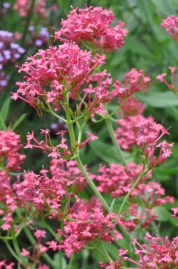 Centranthe rouge Centranthus ruber 'Coccineus' 5-10 Pot 9x9 cm (P9) Centranthus ruber 'Coccineus'