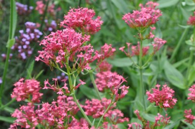 Centranthe rouge Centranthus ruber 'Coccineus' 5-10 Pot 9x9 cm (P9) Centranthus ruber 'Coccineus'