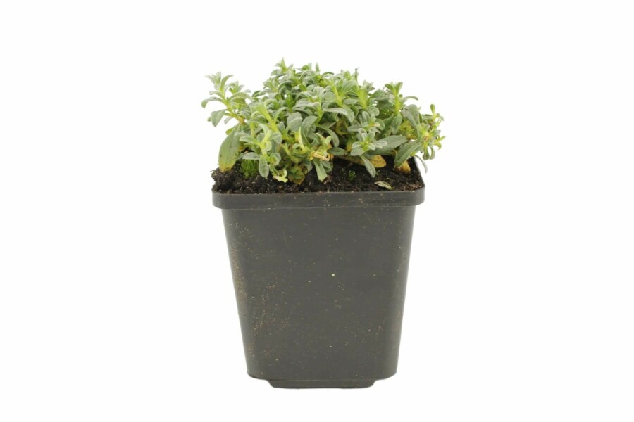 Céraiste tomenteux Cerastium tomentosum 5-10 Pot 9x9 cm (P9) Cerastium tomentosum