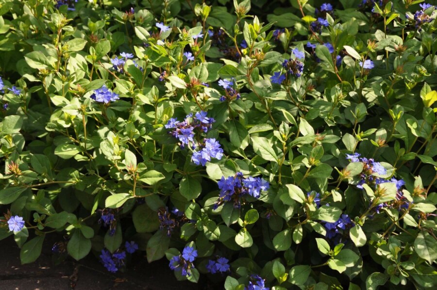Cératostigma faux plumbago Ceratostigma plumbaginoides 10-15 Pot 2 l (C2) Ceratostigma plumbaginoides