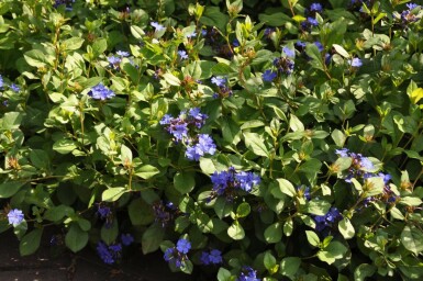 Cératostigma faux plumbago Ceratostigma plumbaginoides 10-15 Pot 2 l (C2) Ceratostigma plumbaginoides