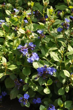 Cératostigma faux plumbago Ceratostigma plumbaginoides 5-10 Pot 9x9 cm (P9)