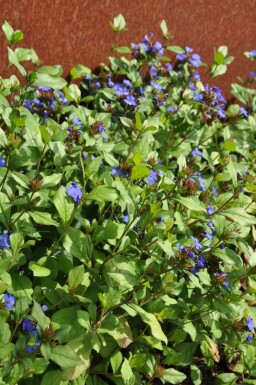 Cératostigma faux plumbago Ceratostigma plumbaginoides 5-10 Pot 9x9 cm (P9)