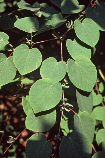 Cercidiphyllum japonicum C5 40-60