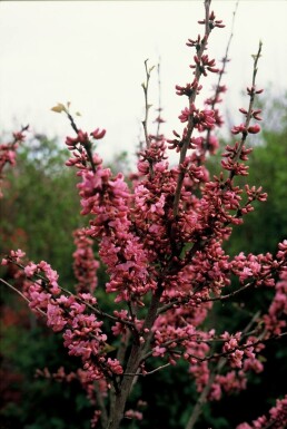 Cercis chinensis 'Avondale' C12 100-125