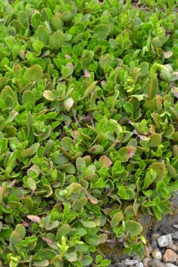 Chiastophyllum Chiastophyllum oppositifolium 5-10 Pot 9x9 cm (P9) Chiastophyllum oppositifolium