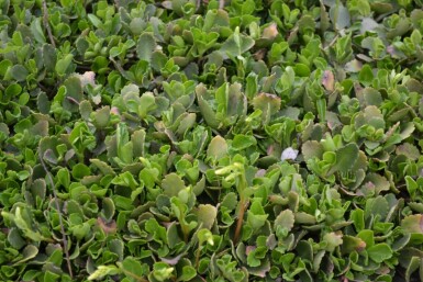 Chiastophyllum Chiastophyllum oppositifolium 5-10 Pot 9x9 cm (P9)