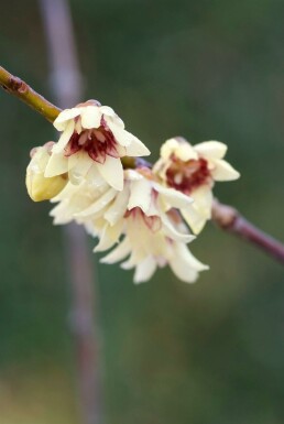 Chimonanthe précoce Chimonanthus praecox Arbuste 30-40 Pot 3 l (C3) Chimonanthus praecox arbuste 30-40 cm