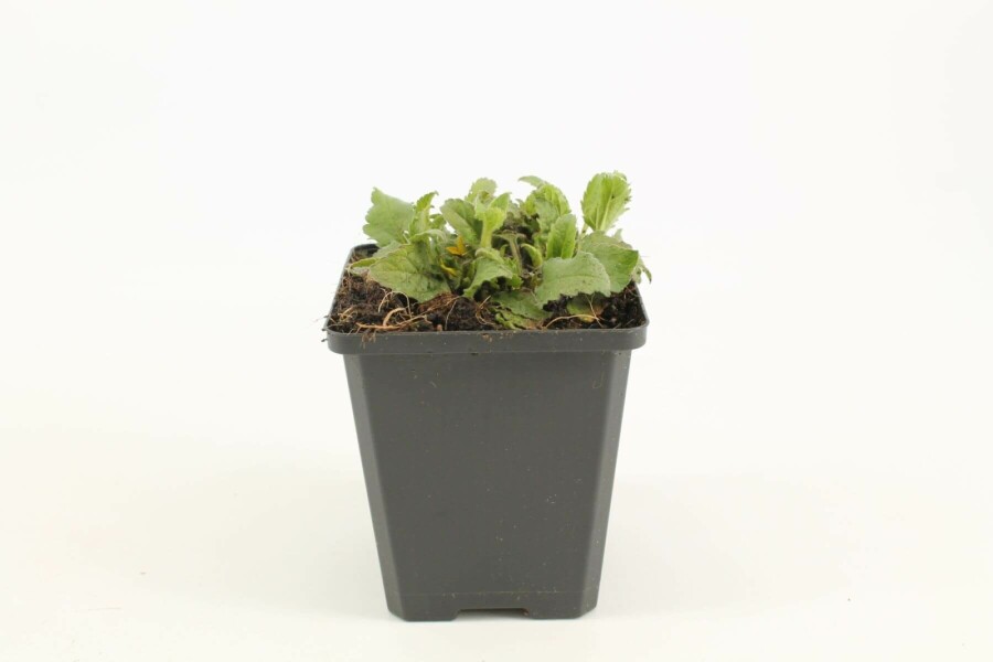 Chrysogonum Chrysogonum virginianum 5-10 Pot 9x9 cm (P9) Chrysogonum virginianum