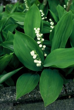 Muguet de Mai Convallaria majalis 5-10 Pot 9x9 cm (P9)